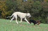 IRISH WOLFHOUND & BASSET HOUND 055